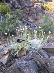 Monardella linoides sierrae