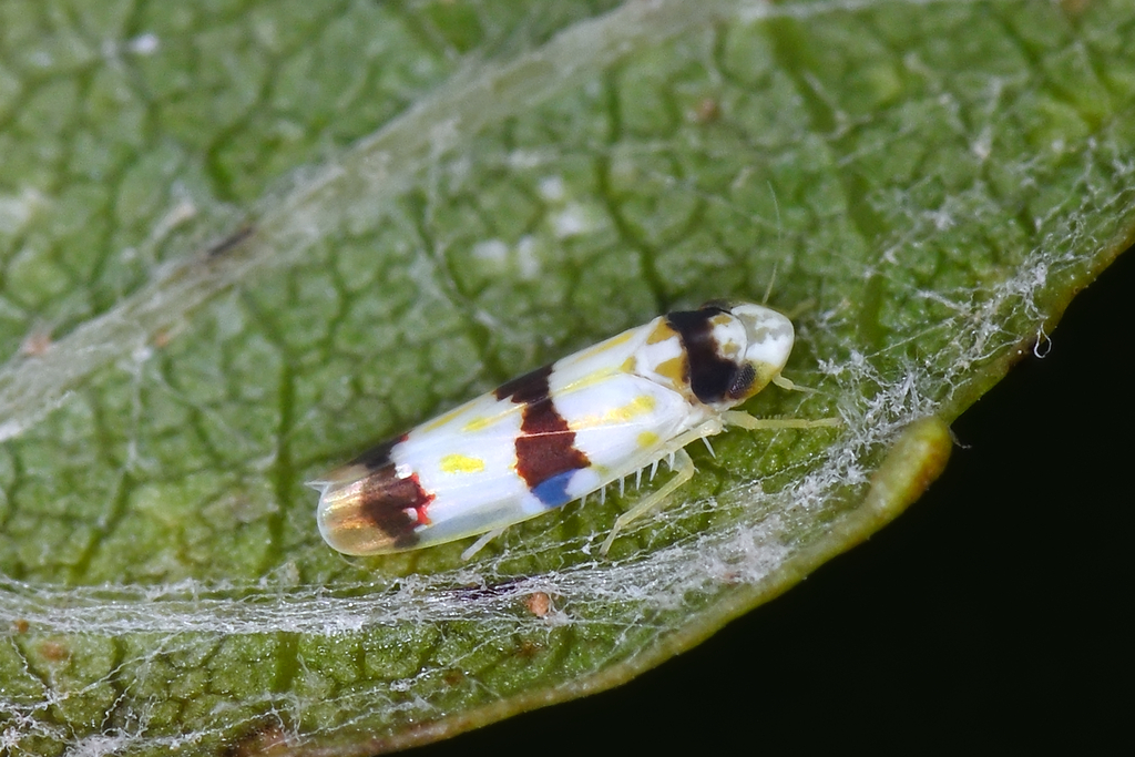 Erythroneura cymbium