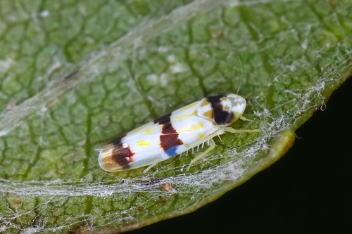 Erythroneura cymbium McAtee, 1920