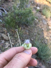 Monardella linoides sierrae