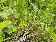 Potentilla flagellaris