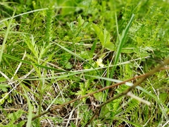 Potentilla flagellaris
