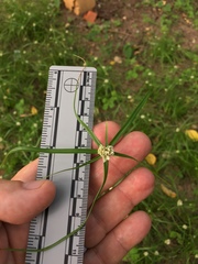 Cyperus tenerrimus