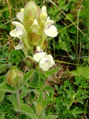 Scutellaria supina