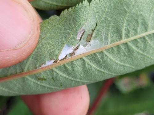 Snowy-shouldered Acleris Moth photo 2
