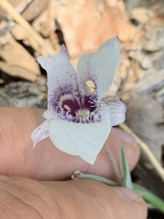 Calochortus coeruleus