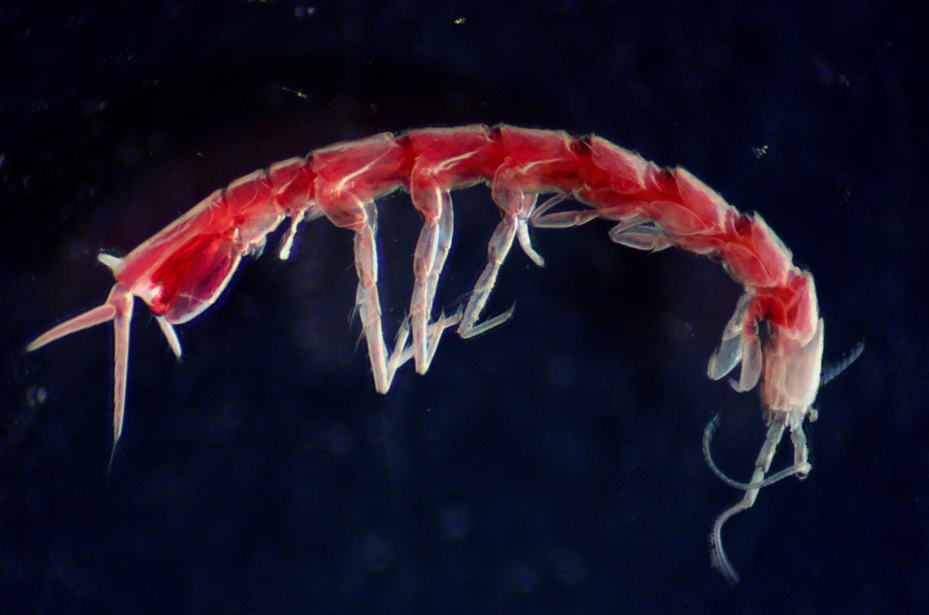 Mexistenasellus