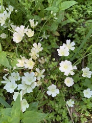 Limnanthes