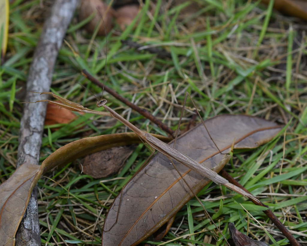 Paramusonia cubensis