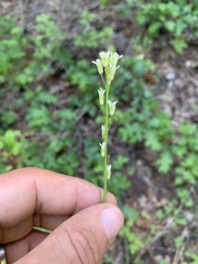 Turritis glabra