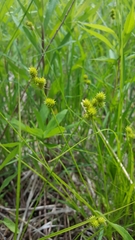 Carex cristatella