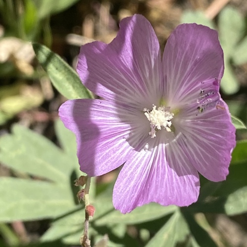 Image of Sidalcea glaucescens by no rights reserved