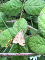 Phryganidia californica