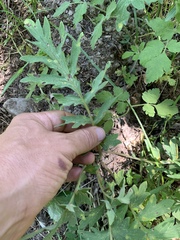 Hydrophyllum occidentale