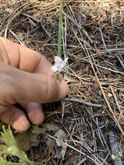 Calochortus coeruleus