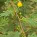 Acacia hockii