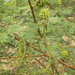 Acacia hockii