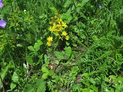 Crepis praemorsa