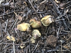 Gastroboletus
