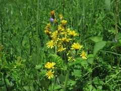Crepis praemorsa