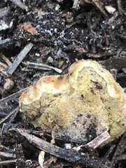 Gastroboletus