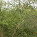 Acacia hockii
