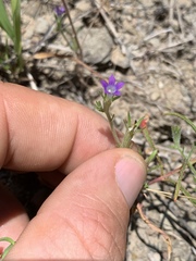 Githopsis specularioides