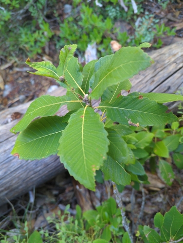 Image of Quercus sadleriana by (c) Tom Field, some rights reserved (CC BY)