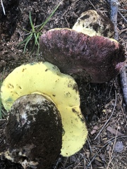 Butyriboletus primiregius