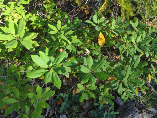 Image of Quercus sadleriana by (c) Tom Field, some rights reserved (CC BY)