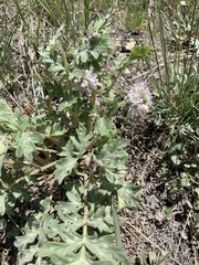 Hydrophyllum occidentale