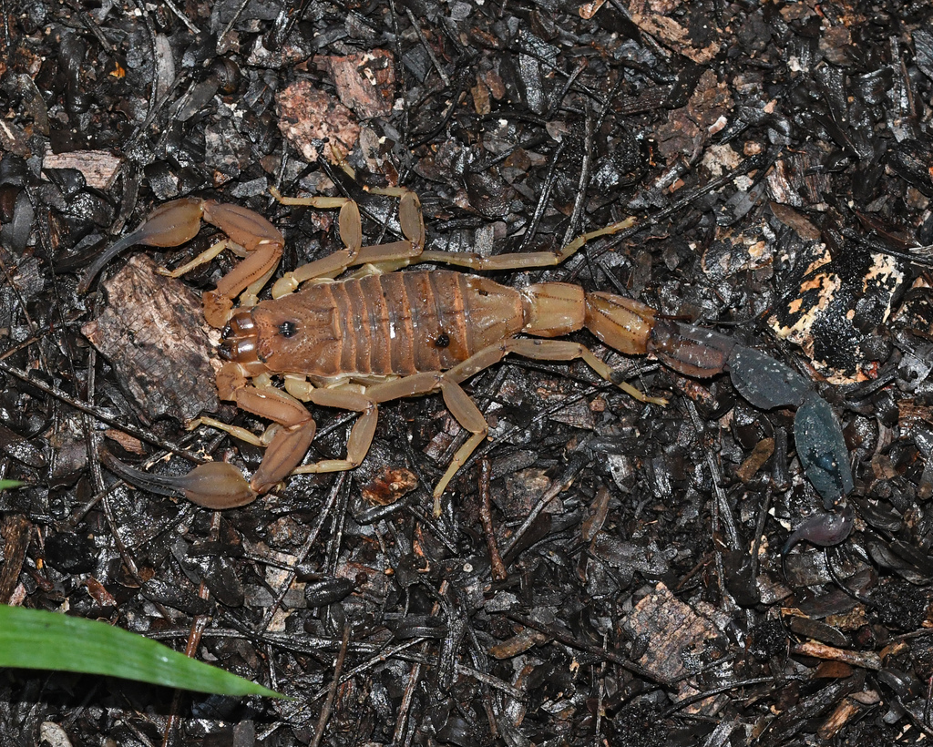 Heteroctenus junceus