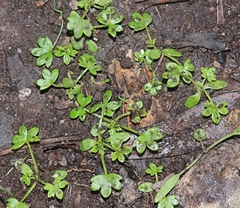 Hydrocotyle foveolata