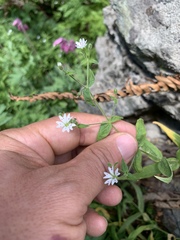 Pseudostellaria jamesiana