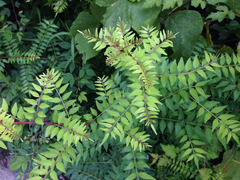 Zanthoxylum piperitum