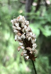 Bistorta bistortoides