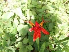 Tigridia orthantha
