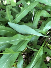 Bistorta bistortoides