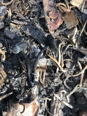 Pseudoplectania nigrella