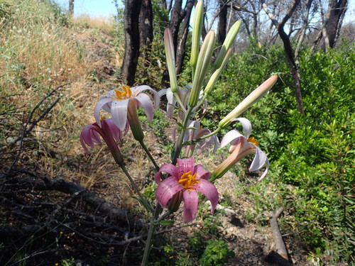 Image of Lilium rubescens by no rights reserved