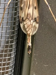 Tipula longiventris