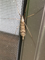 Tipula longiventris