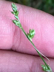 Carex brunnescens