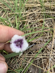 Calochortus coeruleus