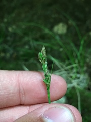Carex communis