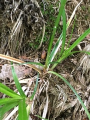 Carex communis