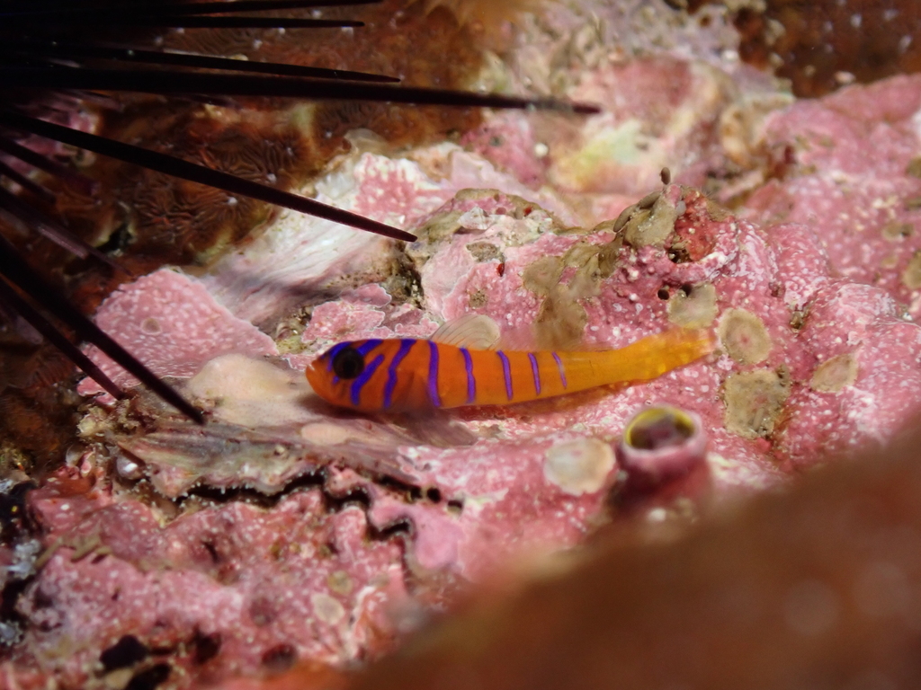 Cobalt goby (Lythrypnus cobalus) — Gobiidae