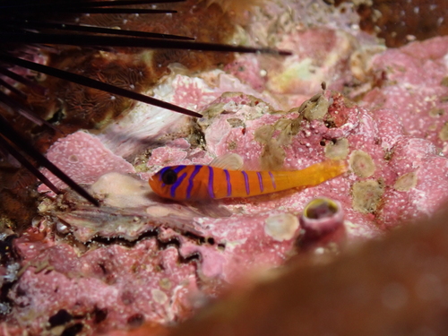 Cobalt goby (Lythrypnus cobalus) — Gobiidae