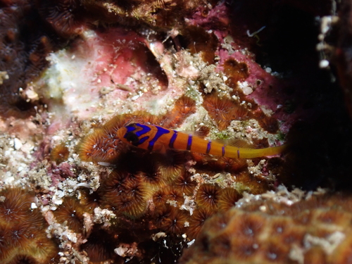 Cobalt goby (Lythrypnus cobalus) — Gobiidae — 4