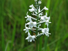 Platanthera nivea